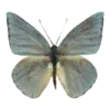 🦋