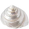 🐚