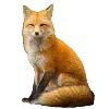 🦊