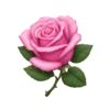 🌹