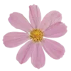 🌺