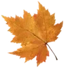 🍁