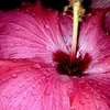 🌺
