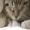🐱