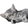 🐱