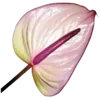 🌺