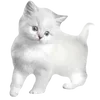 😿