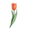 🌷