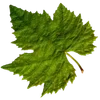 🍃
