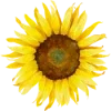 🌼