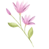 🌸