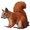 🐿️