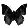 🦋