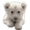 🦁