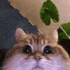 🐱