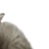 🐱