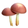 🍄