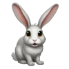 🐰