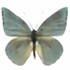 🦋