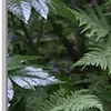 🌿