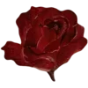 🌹