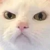 😠
