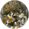 🌼