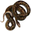 🐍