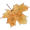 🍁