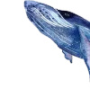 🐋
