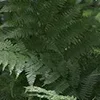 🌿