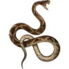 🐍