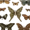 🦋