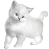 🐈