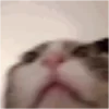 🐱