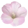 🌸