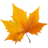 🍁