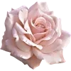 🌹