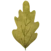 🌱