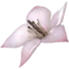 🌸