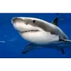 🦈