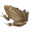 🐸