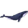 🐋
