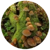 🍄