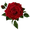 🌹