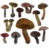 🍄