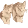 🐱