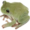 🐸