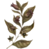 🌿