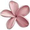 🌺